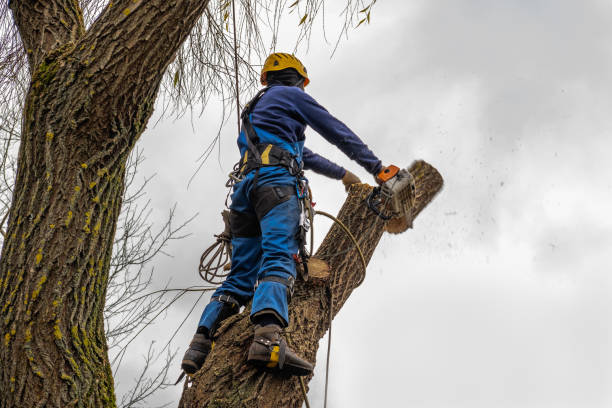 Professional Tree Services in Zellwood, FL