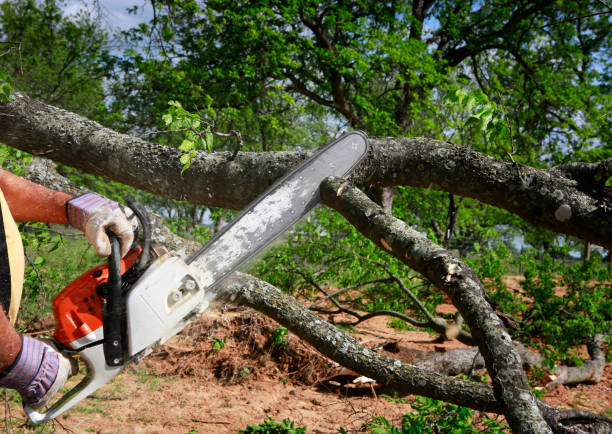 Landscape Design and Installation in Zellwood, FL